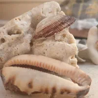 پیمانکاری رحمانی