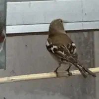 سهره|پرنده|ساوه, |دیوار