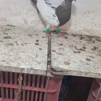 کبوتر|پرنده|تاکستان, |دیوار