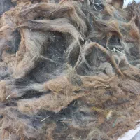 پشم گوسفند ۱۰ هزار