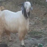 بز نر اصل