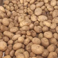 سیب زمینی اسپریت