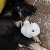 واکذاری سگ خونگی مخصوص بچه ها