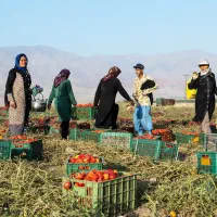 گروه کارگر گوجه چینی