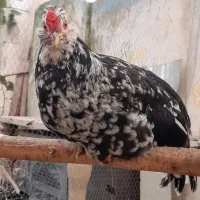 زینتی، گلین، لهستانی بلو، برهما|حیوانات مزرعه|رودسر, |دیوار