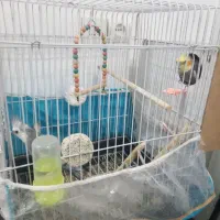 دو تا عروس هلندی ماده ونر|پرنده|شاندیز, |دیوار