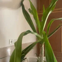 گل اشک ملکه قیمت مناسب