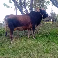 یک راسته گاو چالوسی  ۲۰ روز مانده ب زایمان