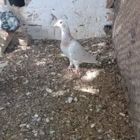 کله هما|پرنده|سبزوار, رباط|دیوار
