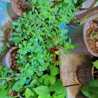گل های اپارتمانی