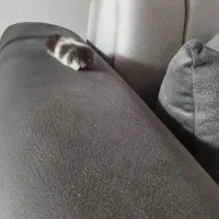 همستر|موش و خرگوش|کرمان, |دیوار