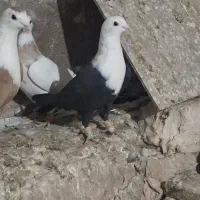 کلاغ نر|پرنده|نیشابور, مازول|دیوار