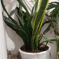 گل آپارتمان