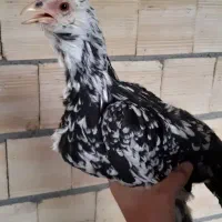 خروس و مرغ گلین اصل|حیوانات مزرعه|فرخشهر, |دیوار