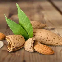 فروش نهال بادام شاهرودی یکساله(۵۰ تومان)|خدمات باغبانی و درختکاری|میبد, |دیوار