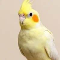 گریختن پرنده