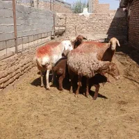 میش زاییده