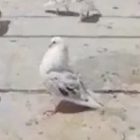 گمشده نر پشتدار