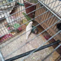 کوتوله برزیلی