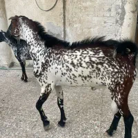 کهره|حیوانات مزرعه|قشم, |دیوار