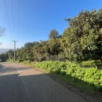 زمین واقع در دروپی|فروش زمین و ملک کلنگی|پایین هولار, |دیوار