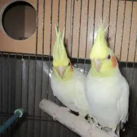 عروس هلندی لوتینو