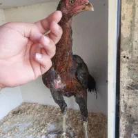 جوجه لاری دوسر افغان