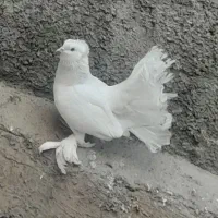 کبوتر دم‌چتری|پرنده|قدس, شهر‌قدس|دیوار