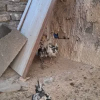 جوجه مرغ گلین اصل|حیوانات مزرعه|رفسنجان, |دیوار