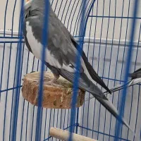 عروس هلندی جوان