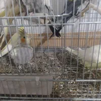 عروس هلندی نژاد خالص|پرنده|کرمان, |دیوار