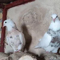 طوقی عروس هلندی|پرنده|لامرد, |دیوار