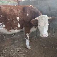 گاو با گوساله سمینتال نر و تلیسه 4ماه ابستن|حیوانات مزرعه|قائم‌شهر, |دیوار
