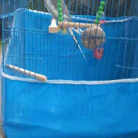 فروش یک عدد عروس هلندی نر با قفس و تمام وسایلش