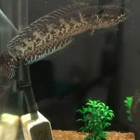 ماهی چانا گلدن کبری|ماهی|لاهیجان, کوی خزر|دیوار