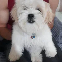 پت خانگی با وسایل