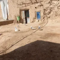 کبوتر طوقی|پرنده|شراء, |دیوار
