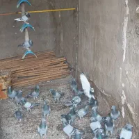 کبوتر پلاکی مسافتی