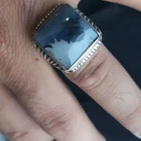 انگشتر شجر منظره جنگل