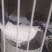 همه جفتی به شرط پرش وجوجه|پرنده|شیروان (خراسان), |دیوار