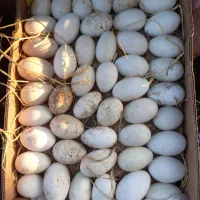 تخم غاز تخم مرغ تخم اردک اردک اسراعیل محلی قوغاز