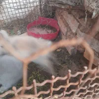 بچه خرگوش لپ|موش و خرگوش|رفسنجان, |دیوار