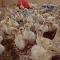 جوجه بوقلمون یکروزه و یکماهه