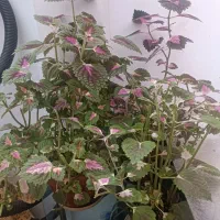 گل حسن یوسف|گل و گیاه طبیعی|گلبهار, شهر جدید گلبهار|دیوار