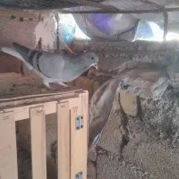 بدرنگسبز چپسبز|پرنده|شیراز, فرودگاه شهید دستغیب شیراز|دیوار