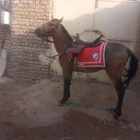 اسب