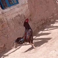 یک عدد خروس لاری