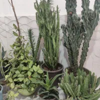 گل خانگی زیبا|گل و گیاه طبیعی|نوشین شهر, |دیوار