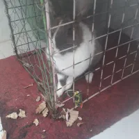 یک خرگوش ماده‌ سالم با هوش