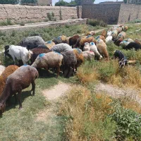 گوسفند زنده همراه با قصاب حاضر در محل|حیوانات مزرعه|پاکدشت, پاکدشت (مامازند)|دیوار